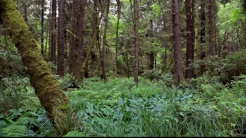 Fern Tree Forest 2 Stock Footage 105453653