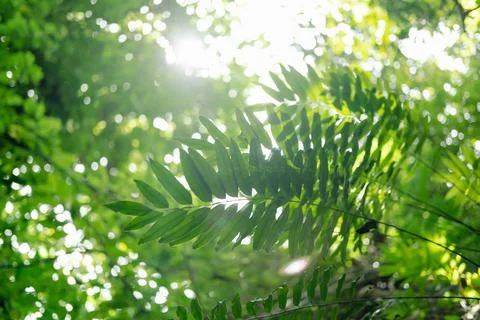 Fern tree in the forest. Close-up of green fern leaf. Beautiful Natural backg Foto stock