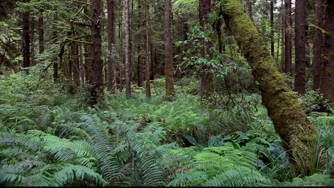 Fern Tree Forest Stock-Footage 105452829