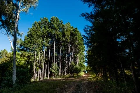 Fern tree forest seen from stony path Stock Photos