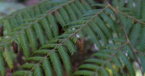 Fern Tree Leaf Reveal Forest 動画素材 155267573