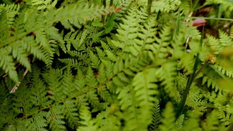 Fern tree leaves, natural background Stock Footage 160945342