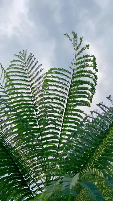 Fern Tree Leaves Swaying Gently Under A Cloudy Blue Sky Stock Footage 340259325