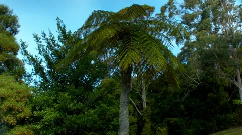 A Fern tree medium shot Stock Footage 68418015