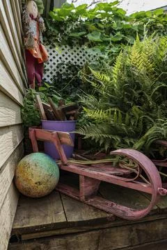 Fern tree outdoor, handmade conception, in sunny backyard shot at shallow depth Stock Photos