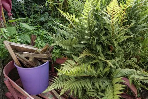 Fern tree outdoor, handmade conception, in sunny backyard shot at shallow depth Stock Photos