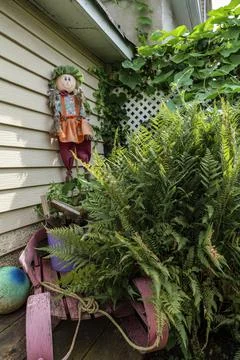 Fern tree outdoor, handmade conception, in sunny backyard shot at shallow depth Stock Photos