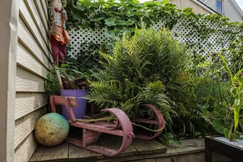 Fern tree outdoor, handmade conception, in sunny backyard shot at shallow depth Stock Photos