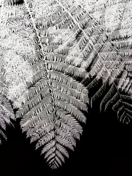 Fern tree Fotos de archivo