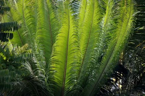 Fern tree Stock Photos