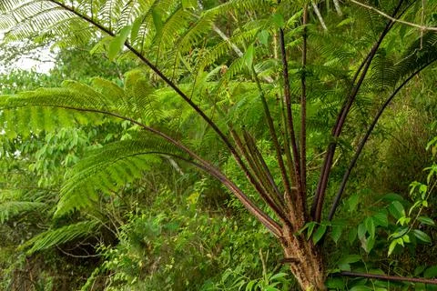 Fern tree from side view Stock Photos