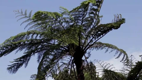 Fern tree with sky background in New Zealand. 스톡 동영상 102868435