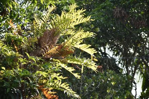 A fern tree in spring time. Stock Photos