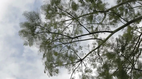 FERN TREE WINDY Stock-Footage 33936576