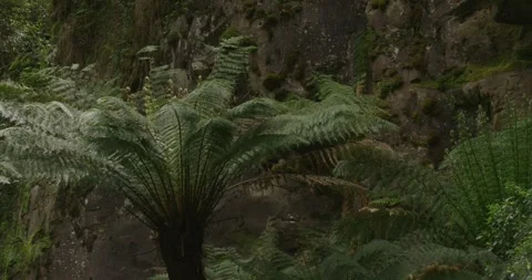 Fern Trees In the forest, 8K Video stock 330620426