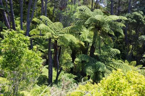 Fern trees in the forest. Stock Photos