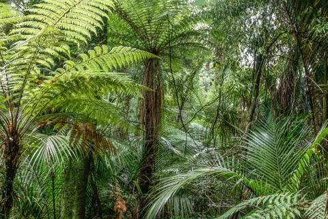 Fern trees in jungle Stock Photos