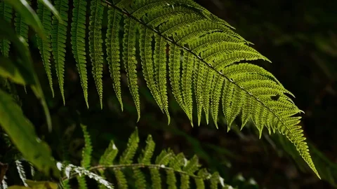 Fern twig backlighted by the sun on dark background 4K Stock Footage 82412107