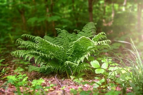 A fern under the rays of salty light in spring in a dark dense forest Stock Photos