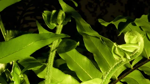 Fern Unfurl botanic timelapse 스톡 동영상 222281078