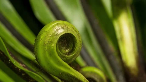 Fern unfurl time lapse 스톡 동영상 232643285