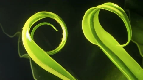 Fern unfurling. 스톡 동영상 227079179