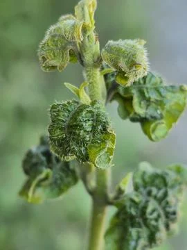 Fern vegetables Stock Photos