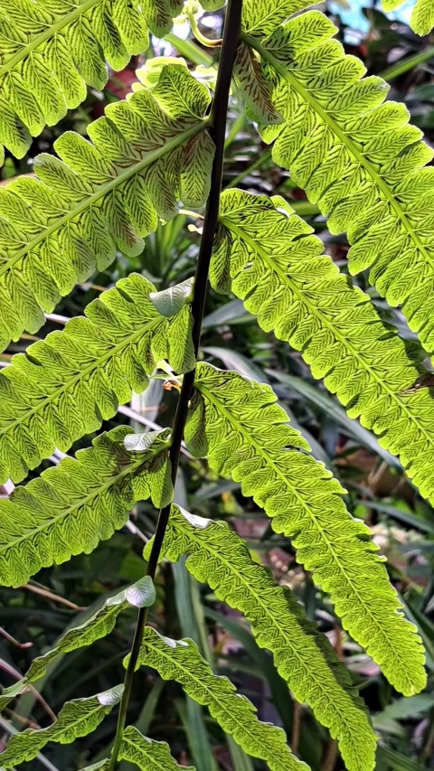 Fern vertical 스톡 동영상 308533013