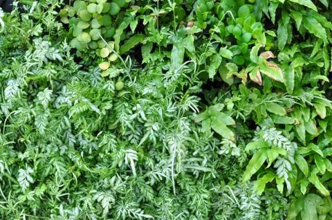 Fern on vertical garden Stock Photos