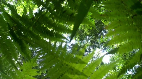 Fern view Stock Footage 607265