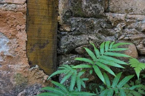 Fern on the wall Foto stock