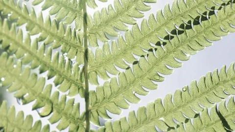 Fern with water drop Stock Footage 76325725