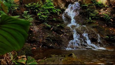 Fern Water Fall Pond Stock Footage 104171440
