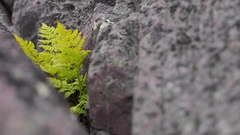 Fern in the wind between grey rocks Stock Footage 169746711
