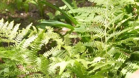 Fern in the Wind Stock Footage 81228476