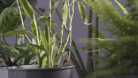 Fern in the wind Video stock 103853917