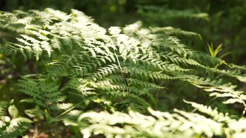 Fern in the woods gets hit by sunlight Stock Footage 203899699