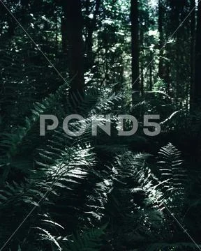 Fern in the woods, green, closeup Stock Photos
