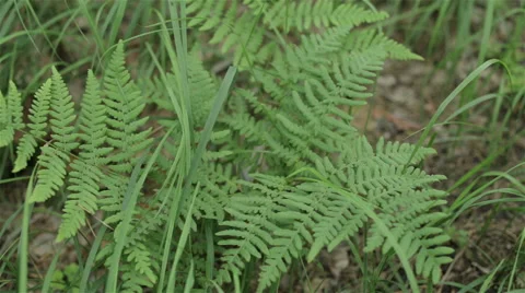 Fern in the woods in a meadow Stock Footage 63550156