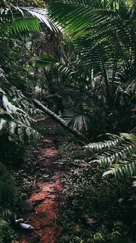 Fern in the woods, trails in the forest, tree, nature, plant, forest, Stock Footage 232621722