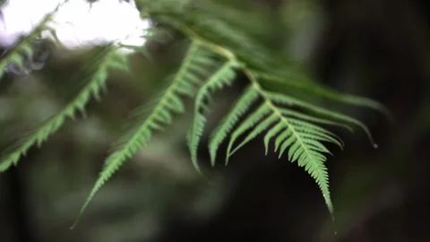 Fern1 Video stock 169212182