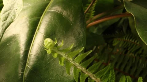 FERN1 스톡 동영상 272807750