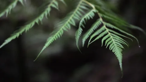 Fern2 Video stock 169212141
