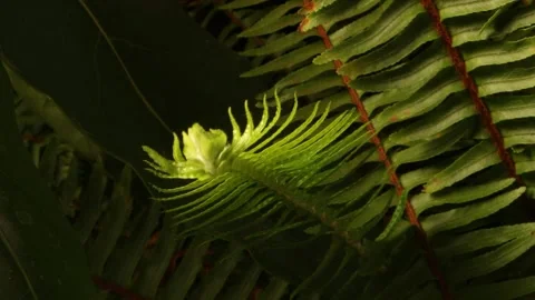 FERN2 스톡 동영상 272807554