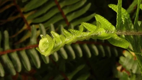 FERN3 스톡 동영상 272698101