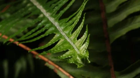 FERN4 스톡 동영상 272807114