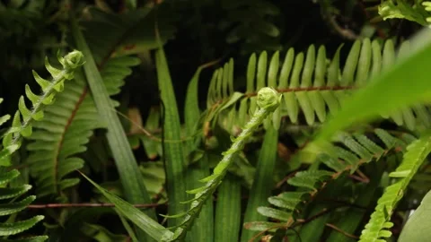 FERN5 库存影片 272806692