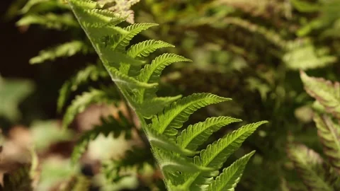 FERN6 库存影片 272806253