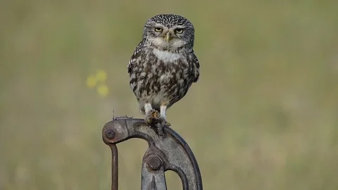 FERNANDO SANCHEZ DE CASTRO Stock Footage 117223688