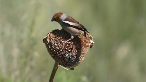 FERNANDO SANCHEZ DE CASTRO Stock Footage 117224298